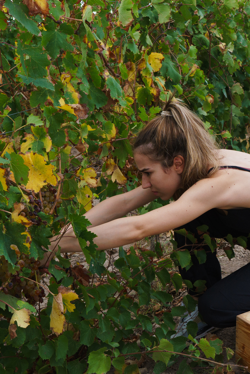 Regenerative Farming Woman Harvesting Grapes from a Vineyard